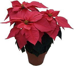 Xmas flower